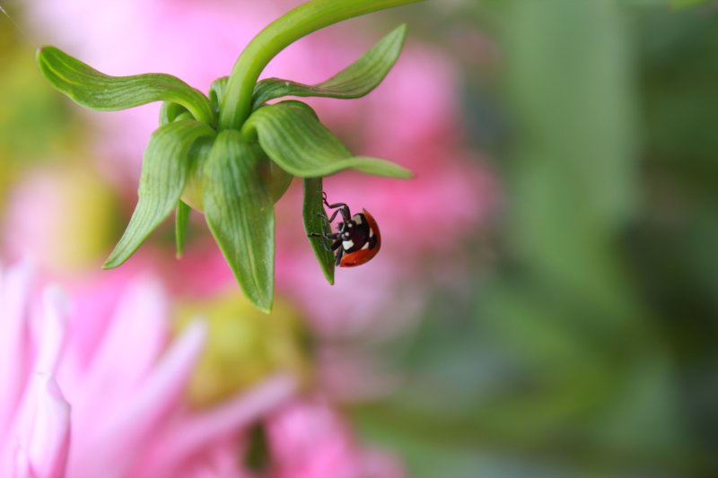 COCCINELLE. 2018. A proximité de l'aire de jeux de Fay aux Loges. FLORA ASSADI